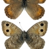 pseudochazara alpina guriensis